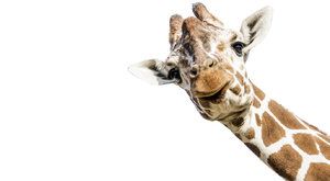 Svět z prvního patra: Jak se žije žirafám? 