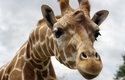 Mimořádně silné srdce žirafy průběžně zásobuje mozek umístěný vysoko nad tělem okysličenou krví
