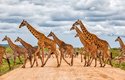 Žirafy mají vynikající čich a sluch, ale za jejich nejdokonalejší smysl lze považovat zrak