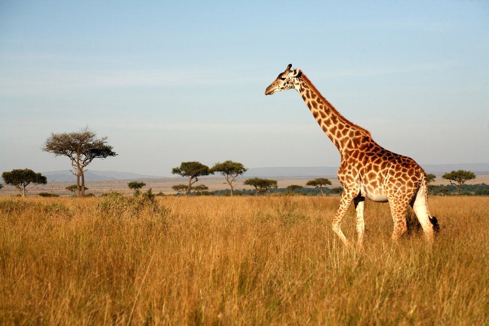 Žirafa má dlouhý a neohebný krk