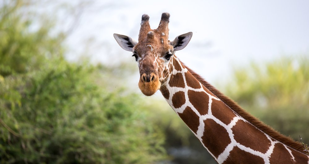 Žirafa má dlouhý a neohebný krk