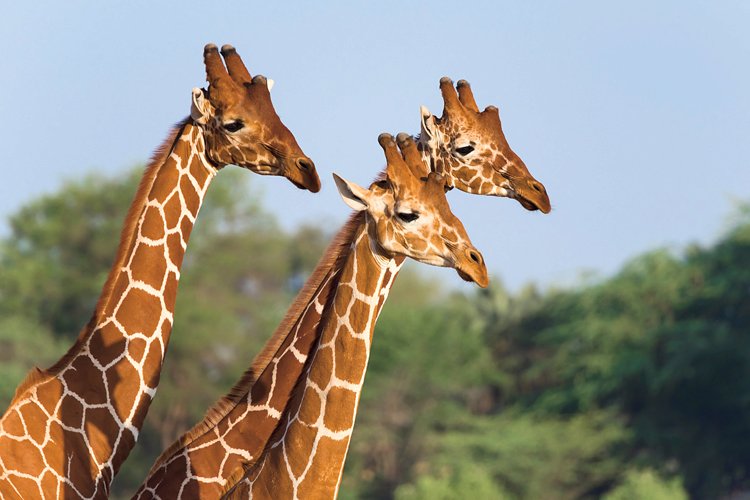 Zoologická zahrada v Ústí nad Labem má žirafího samce, který se nehodí do chovu.