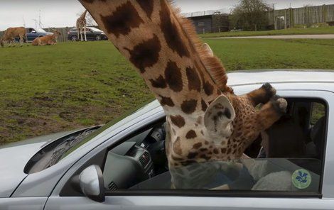 Idioti v safari parku mlsné žirafě  přivřeli hlavu!