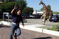 Pozor, žirafa! V italském městečku zavládla po útěku zvířete panika