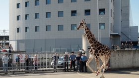 Ošetřovatelé chtěli žirafu zahnat do kouta, ta jim ale pokaždé vyklouzla.