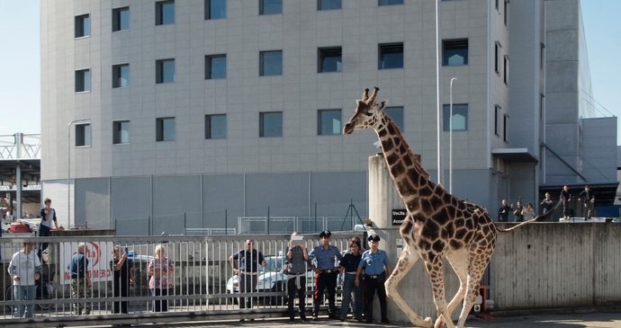 Ošetřovatelé chtěli žirafu zahnat do kouta, ta jim ale pokaždé vyklouzla.