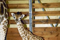 Přírůstek v pražské zoologické zahradě - mládě žirafy