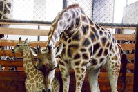 V královédvorské zoo se narodilo už 215. žirafátko, má jméno Ali