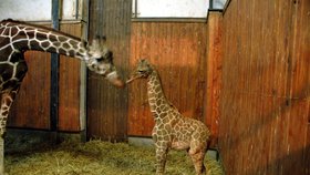 Žirafí maminka i celá brněnská zoo truchlí...