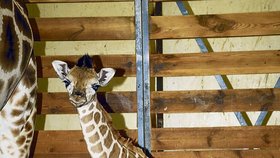 Žirafí slečna je už druhým letošním přírůstkem ve stádu žirafy Rothschildovy