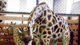 Malý #39;žirafák#39; se svojí mámou