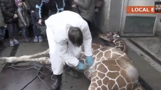 Smrt žirafího samce: Chovatelé z dánské zoo se zachovali správně