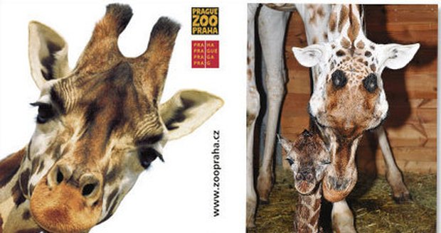 Nejznámější žirafa v pražské zoologické zahradě Nora se o víkendu stala novopečenou maminkou