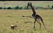 Žirafa zaútočila v přírodní rezervaci.