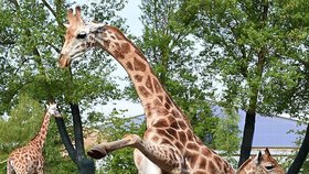 Žirafa zaútočila v přírodní rezervaci.