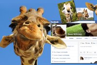 Trapný hit internetu: Z Facebooku se stává africké safari! Zaplavují ho žirafy