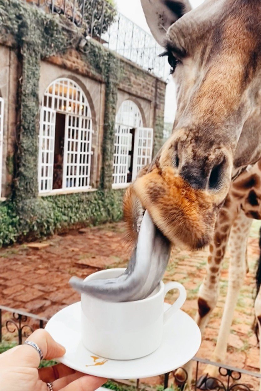 Hitem Instagramu je unikátní hotel v Keni: V hotelu Giraffe Manor můžete posnídat s ohroženým druhem žiraf!