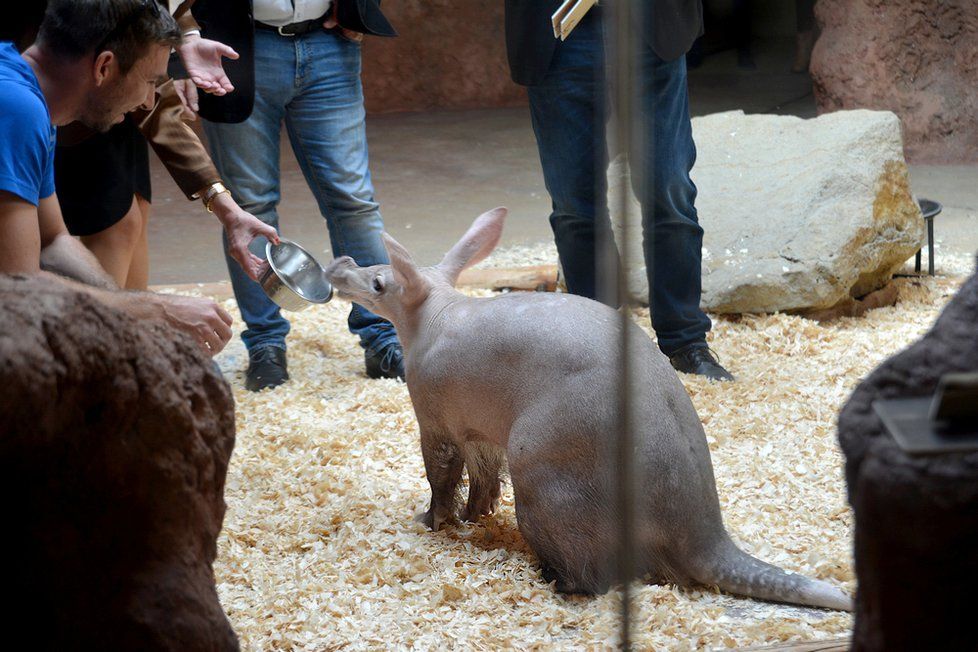 Na křtiny přišly do zoo tisíce lidí. Zájem o zjištění jmen žirafy a hrabáče byl obrovský.