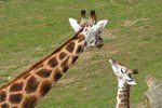 Žirafa je na seznamu ohrožených zvířat. Ve volné přírodě jich nežije ani sto tisíc.