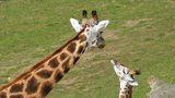 Zoo pokřtila mládě žirafy a hrabáče. Známe jejich jména