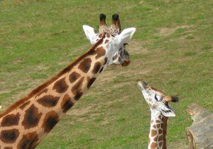 Na křtiny přišly do zoo tisíce lidí. Zájem o zjištění jmen žirafy a hrabáče byl obrovský.