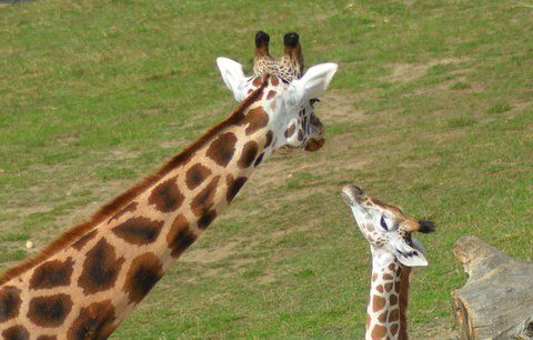 Žirafa se dostala na seznam ohrožených zvířat. V přírodě jich není ani sto tisíc
