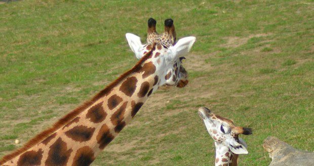 Zoo pokřtila mládě žirafy a hrabáče. Známe jejich jména