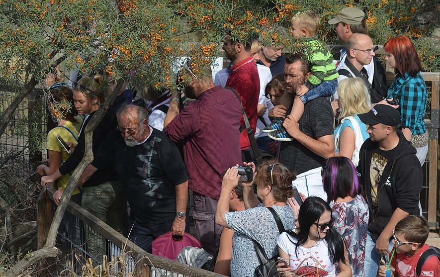 Na křtiny přišly do zoo tisíce lidí. Zájem o zjištění jmen žirafy a hrabáče byl obrovský.