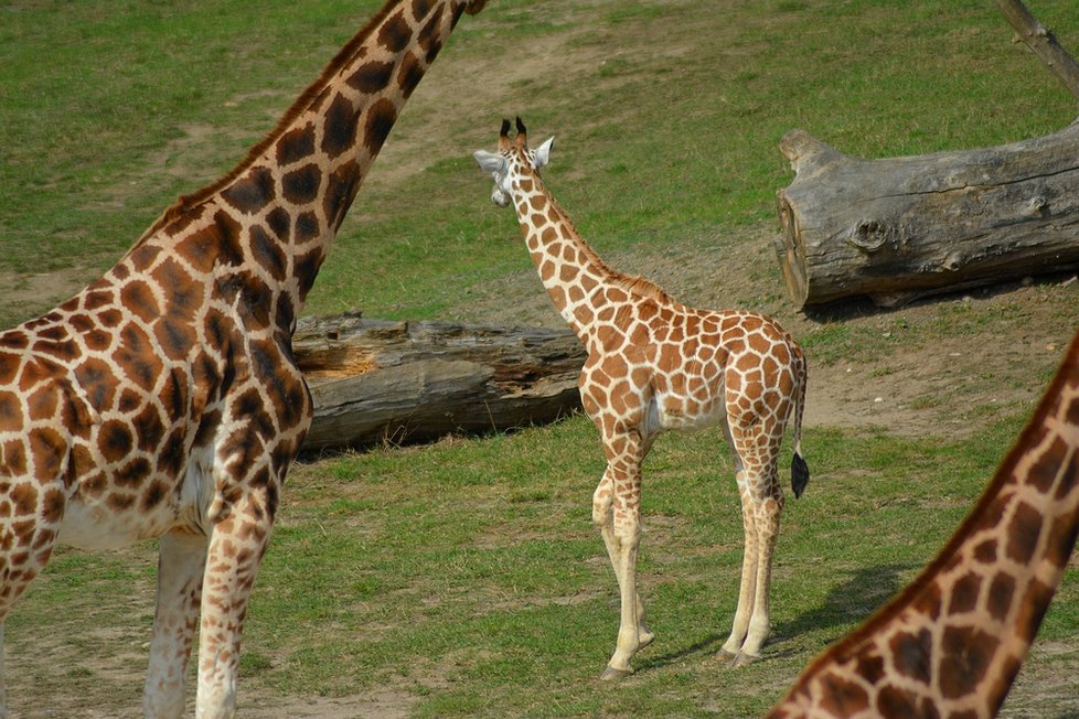 Na křtiny přišly do zoo tisíce lidí. Zájem o zjištění jmen žirafy a hrabáče byl obrovský.