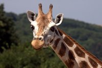 Pražská zoo: Zemřela žirafa Kasunga!