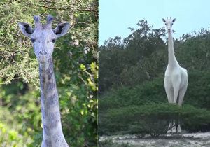 Teprve potřetí v historii lidé spatřili bílou žirafu – a hned páreček!