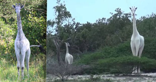 Unikátní objev v Keni: Páreček sněhobílých žiraf!