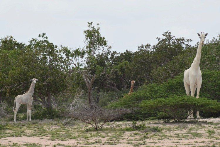 Záběry vzácného párečku sněhobílých žiraf v keňské přírodní rezervaci Ishaqbini Hirola.