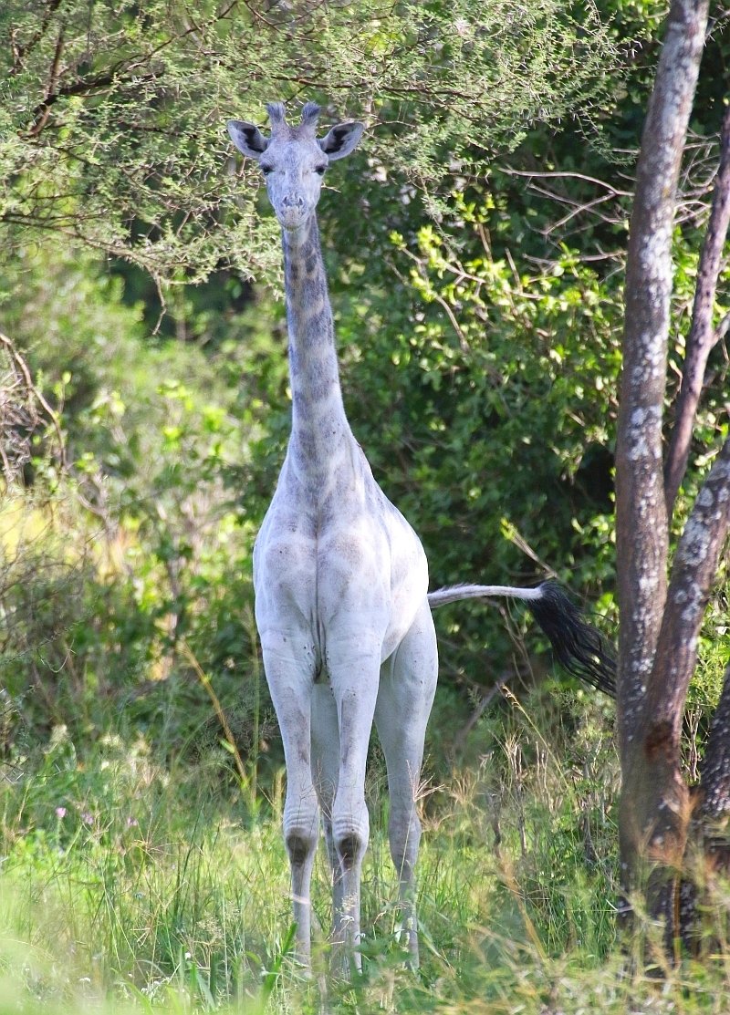 Žirafy trpící leucismem na rozdíl od albínů produkují pigment v jiných tkáních, mohou tak mít hnědé oči i částečně zachovanou »kresbu« na těle.