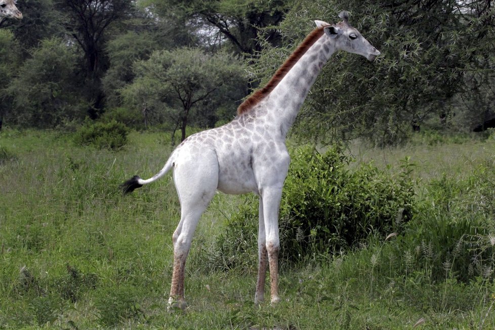 Žirafy trpící leucismem na rozdíl od albínů produkují pigment v jiných tkáních, mohou tak mít hnědé oči i částečně zachovanou »kresbu« na těle.