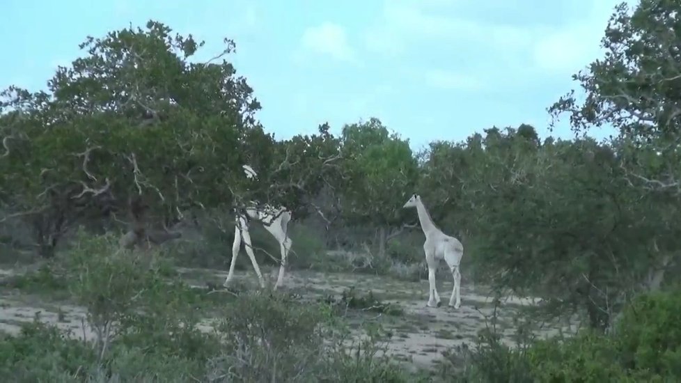 Záběry vzácného párečku sněhobílých žiraf v keňské přírodní rezervaci Ishaqbini Hirola.