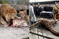 Zoo přes protesty zabila zdravé žirafí mládě: Lvi ho sežrali!
