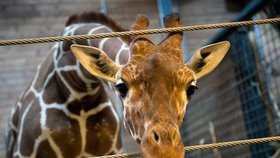 Zoologická zahrada v Kodani dnes přes protesty tisíců milovníků zvířat utratila zdravé žirafí mládě.