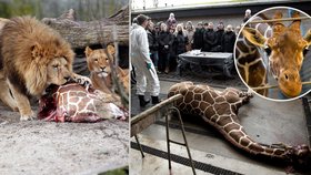 Zoo v Kodani přes protesty utratila zdravé žirafí mládě. Maso dostali lvi v zoo.