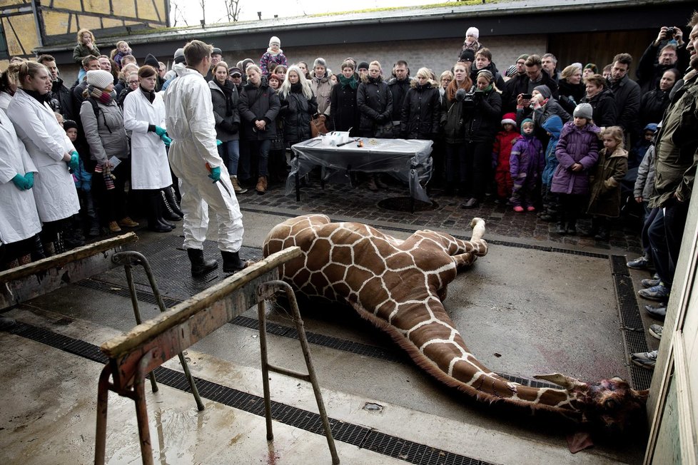Zoo v Kodani přes protesty utratila zdravé žirafí mládě