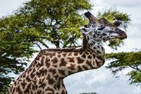 Žirafák přežil svou smrt: Má zlomený krk! Ze souboje o samici