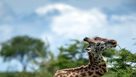 Žirafa si zlomila krk při souboji se svým rivalem.