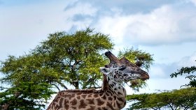 Žirafí samec i přes své postižení žije normálním životem.
