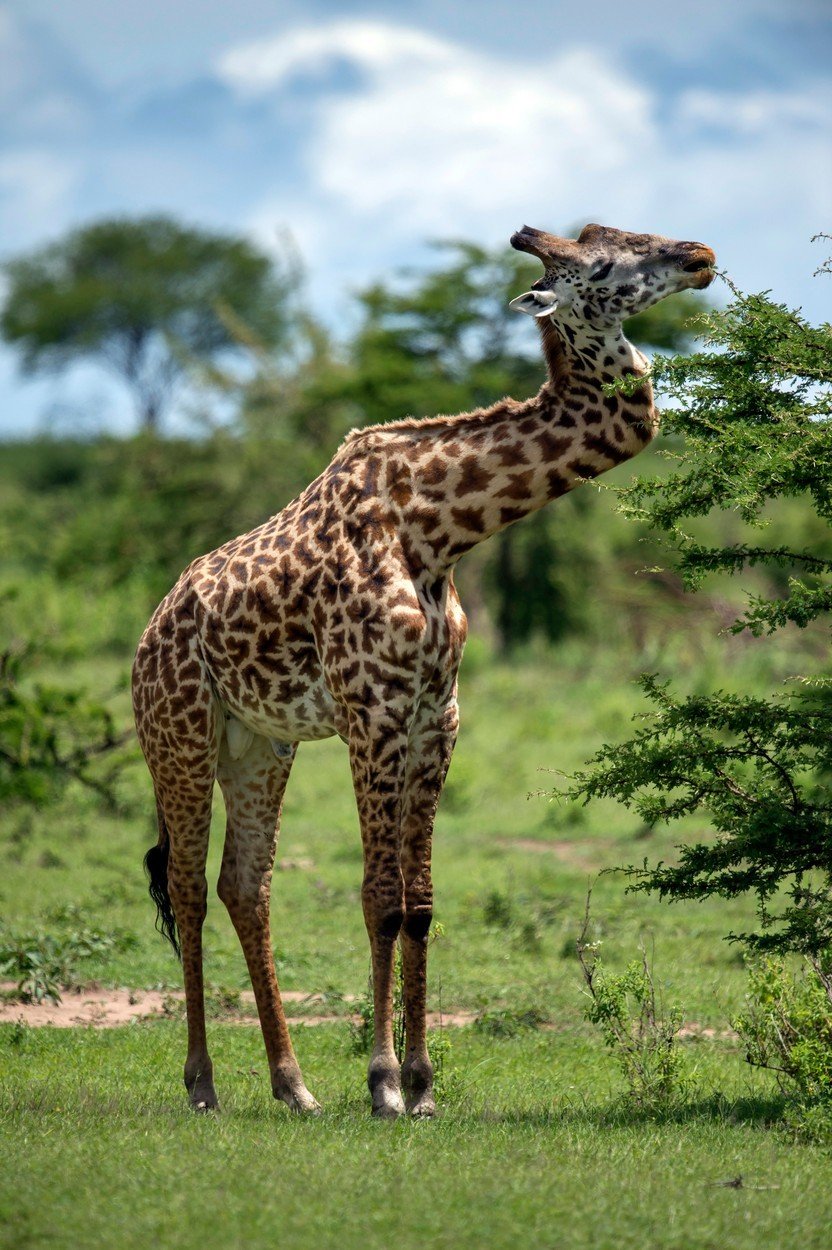 Žirafa si zlomila krk při souboji se svým rivalem.