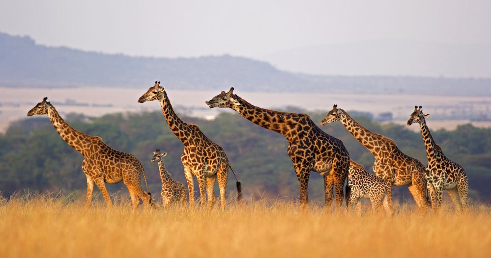 Krk nosí žirafa vztyčený vzhůru - jen tak udrží své tělo v rovnováze 