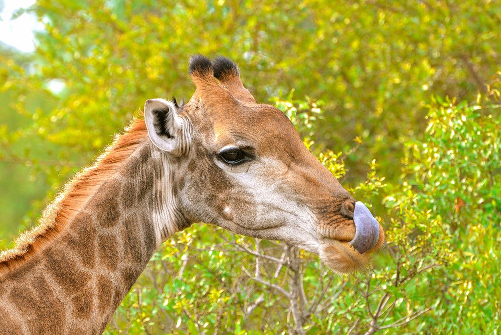 Žirafy tráví 16 - 20 hodin denně přijímáním potravy, spořádají jí i přes 50 kg