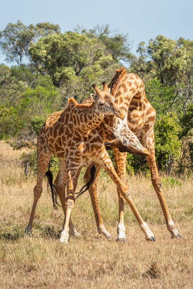 K soubojům mezi žirafami dochází v období říje 