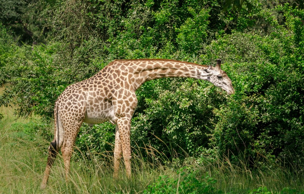 Žirafí krk je tuhý a neohebný