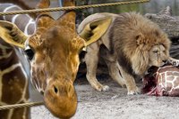 Zoo jako z hororu: Nejdříve popravili žirafu, teď utratili čtyři lvy!