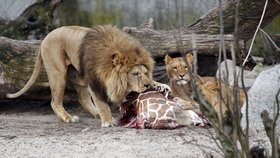 Nejdříve zoo utratila žirafu, teď čtyři lvy.